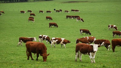 Crisis para la cría: la producción subió la mitad de la inflación