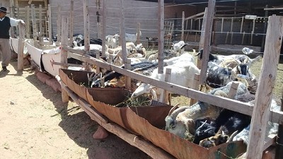 Mejoras productivas para agricultores familiares del Valle de Amblayo