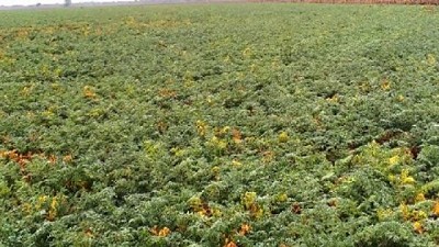 Estudian las causas del Amarillamiento del garbanzo en la Argentina