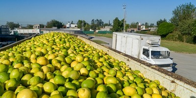 El DTV-e será obligatorio para todas las especies de material de propagación