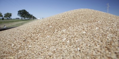 El 93% de los molinos de trigo adquirieron los controladores electrónicos