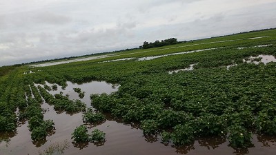 Un NEA complicado por las inundaciones y un girasol con pérdidas; con M. Gónzalez 