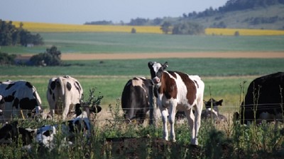 Estrés por calor: presentan un nuevo sistema de alerta