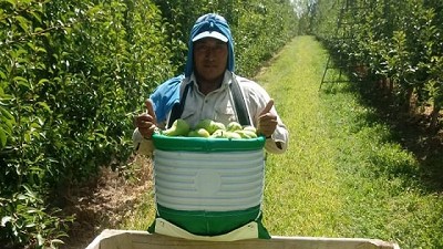 Cerró en 42% el aumento para los trabajadores de la fruta en el Valle de Río Negro