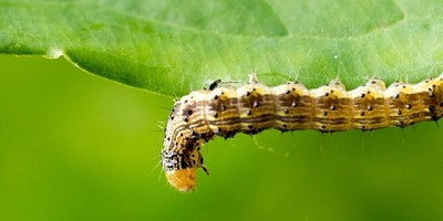 El momento óptimo para controlar Oruga Cogollera