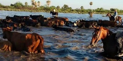Consejos para el manejo ganadero en áreas afectadas por la inundación