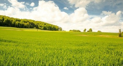 El valor de los campos continuó su curva descendente