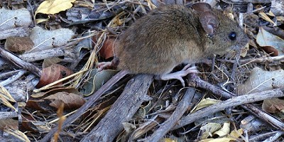 Hantavirus: 5 claves para prevenir zoonosis rurales