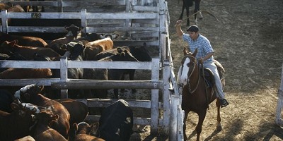 Plaza firme y valores de excepción en el Mercado de Hacienda de Liniers