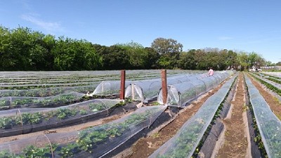 Evalúan un nuevo diseño de microtúneles en cultivos hortícolas