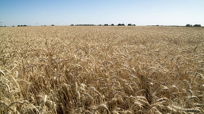 Por tercer año consecutivo, la Argentina logra una campaña récord de trigo