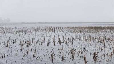 Las intensas lluvias de enero producirán rindes asimétricos en cosechas de maíz y soja