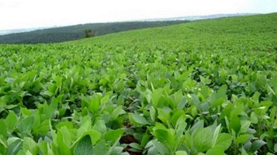 Después de la segunda semana de febrero, llegaría el alivio de las lluvias