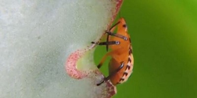 Alerta fitosanitaria para prevenir el ingreso de dos plagas vegetales a la Argentina
