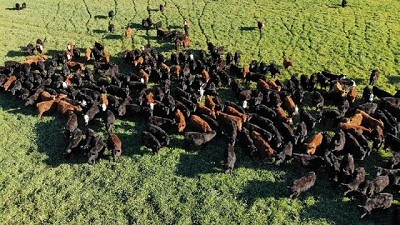 Logran alta productividad y evalúan si es sustentable, por Liliana Rosenstein