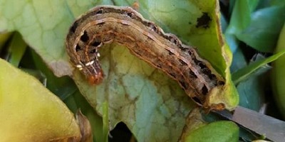 Una clínica de plantas, al servicio de los productores aficionados