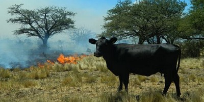 Una APP permite conocer el riesgo de incendios en tiempo real