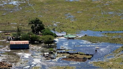 Cómo manejar arroceras afectadas por las inundaciones