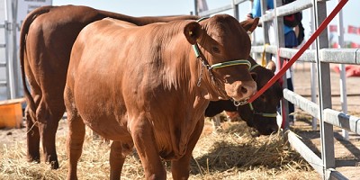 La Ganaderia se potencia en Expoagro