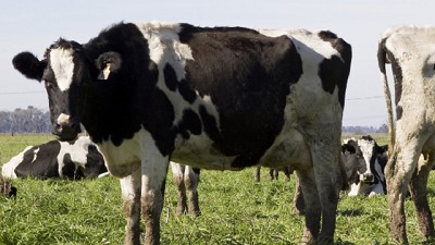 Nueva estrategia para el control y la erradicación de brucelosis bovina