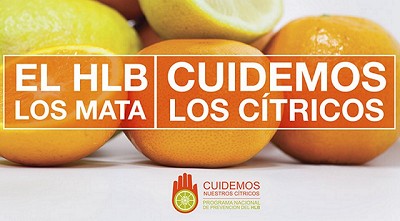 Campaña #CuidemosNuestrosCítricos para prevenir el HLB