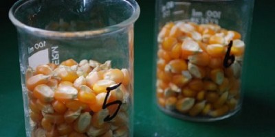 ADN del maíz: estudian cómo diseñar semillas multirresistentes