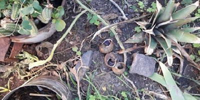 Biopreparados para el cuidado de la huerta, con respaldo científico