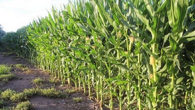 Buenas condiciones climáticas permiten avanzar con la siembra de los últimos lotes de maíz