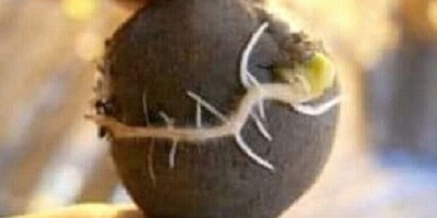 Nendo dango: con bolitas de arcilla, las siembras son 1000 % más efectivas