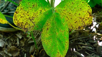 Hay condiciones ideales para la aparición de hongos