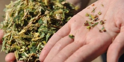 Claves para elaborar silajes de maíz que duren más tiempo