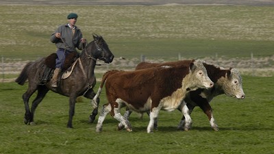 El precio de la hacienda acumula una suba cercana al 25% en lo que va del año y podría aumentar la carne