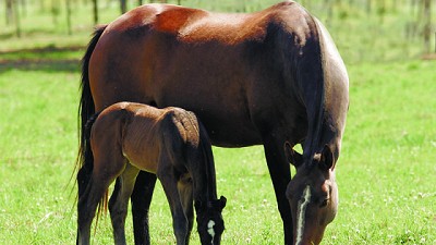 Argentina abre el mercado de embriones equinos a Kenia