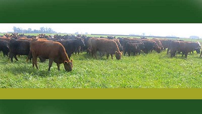 Todo lo que tenes que saber de forrajeras, en un solo lugar