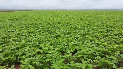 Porotos. Mejorando el rendimiento desde el principio