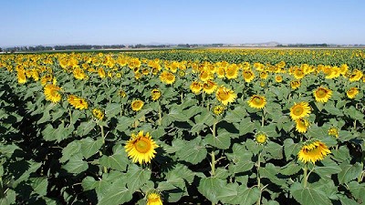 Creció la superficie sembrada de los cultivos de gruesa en la Provincia de Buenos Aires