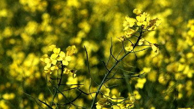 Argentina no autorizó ninguna colza OGM ni se han realizado ensayos a campo con este tipo de materiales