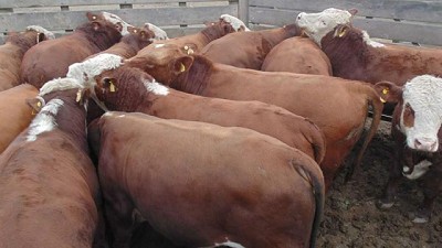 Destacan buenos resultados en la producción de carne con Macho Entero Joven Braford