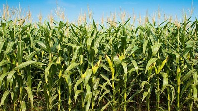 Excesos hídricos: las diferencias que marca el maíz ante la soja