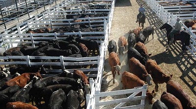 Fuerte suba del precio de la hacienda gorda