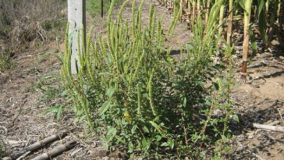 Lanfranconi: “No se puede llegar a la cosecha con presencia de yuyo colorado en el lote”