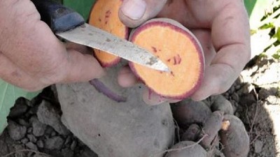 En Tucumán, promueven el cultivo de batata