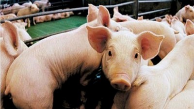 El sector porcino genera 36000 puestos de trabajo en forma directa