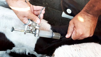 ¿Neumonías en verano? ¿Qué hacer con los bovinos?