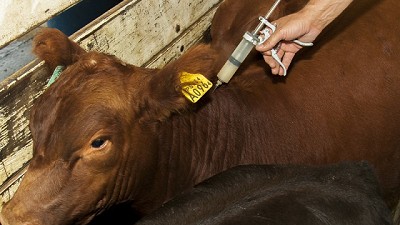 El Laboratorio CDV aprobó su Vacuna Antiaftosa