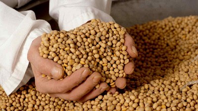 La soja toma nota de las primeras tendencias de siembra en EE.UU, por Eugenio Irazuegui