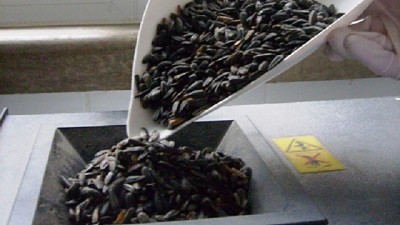 Recomendaciones para el almacenamiento seguro del girasol