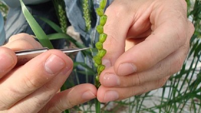 Ciencia de los datos: detectives del código genético