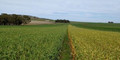 Evalúan incorporación de cultivos de servicios en lotes agrícolas