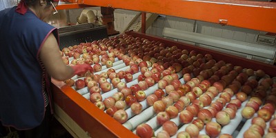 La Argentina trabaja para levantar suspensión de las exportaciones de peras y manzanas a Brasil